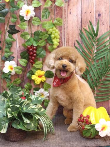 20230815コアくん